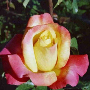 Rosa  Horticolor - żółto - różowy  - róża wielkokwiatowa - Hybrid Tea